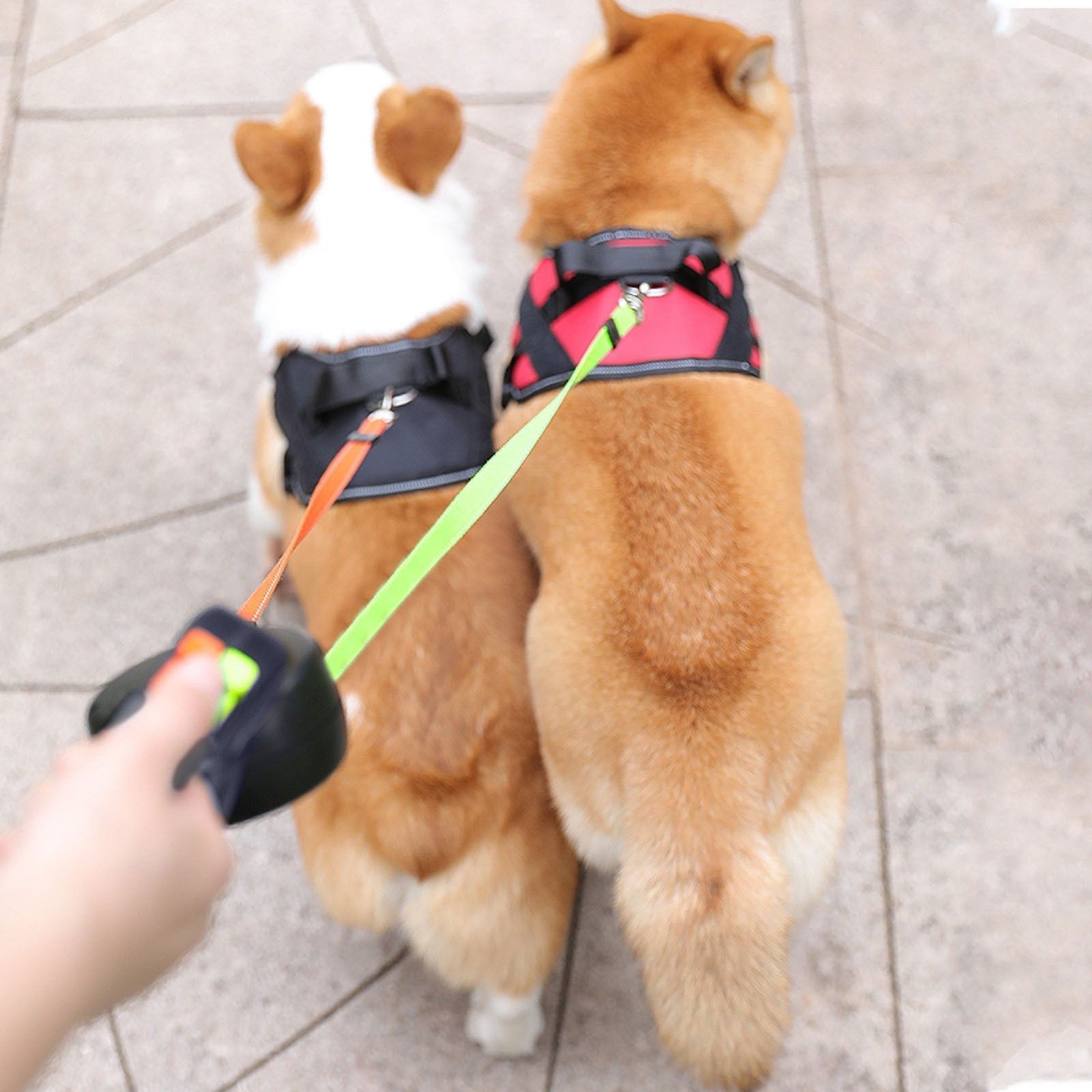 DoublePaw: The Leash for Two - Wooftopia