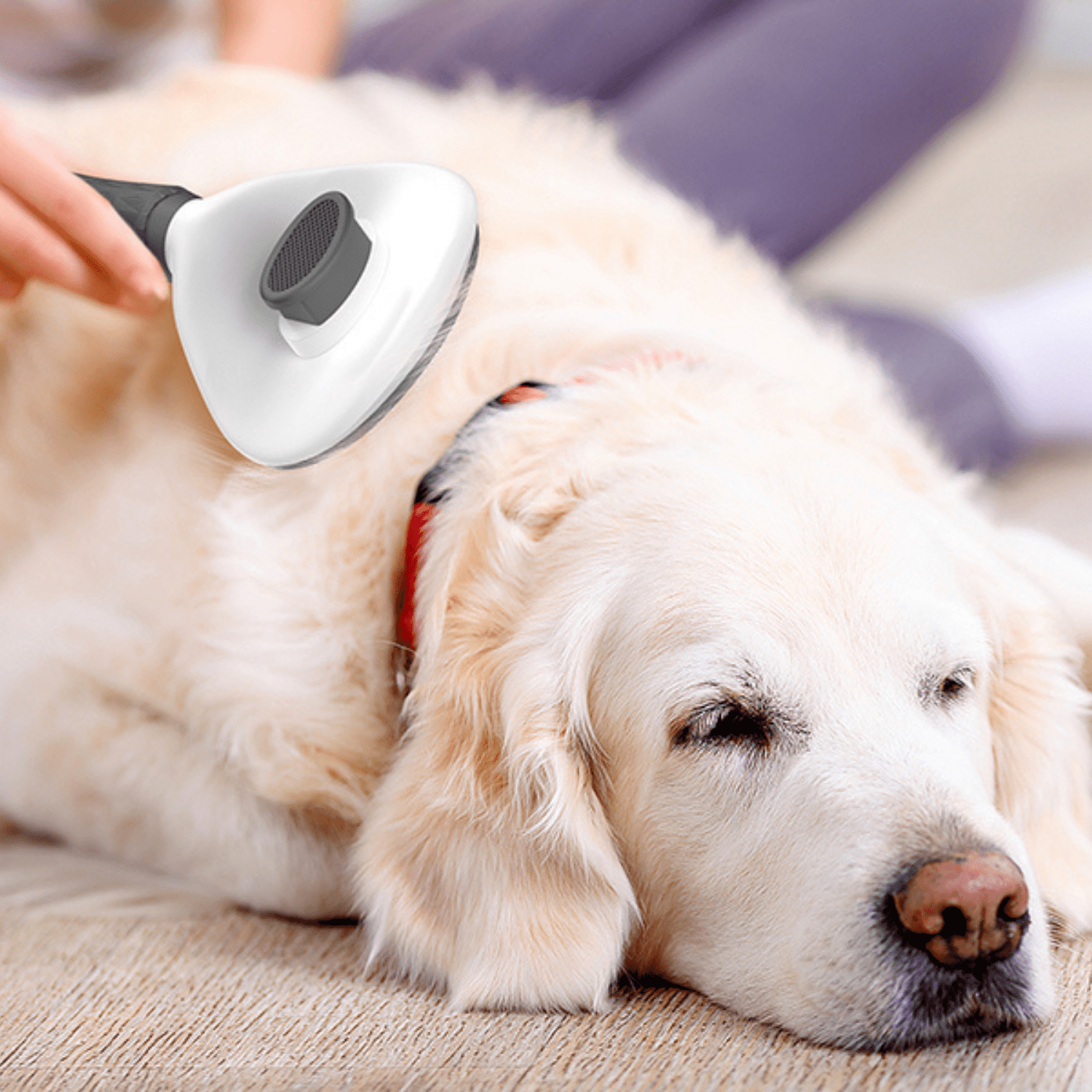 Luxe massage kam voor honden (tegen haaruitval) - Wooftopia